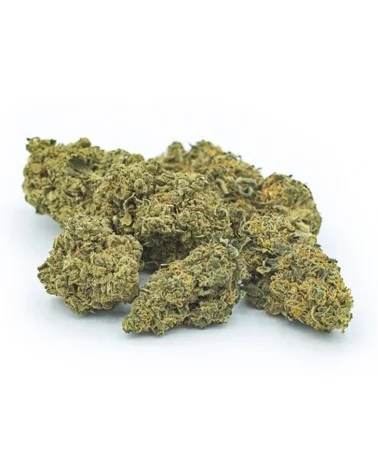 Fleur de CBD TROPICAL HAZE (cannabis Légal)