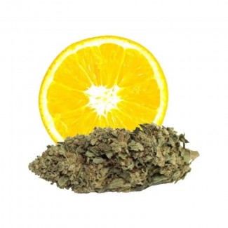 Fleur de cbd Orange BUD