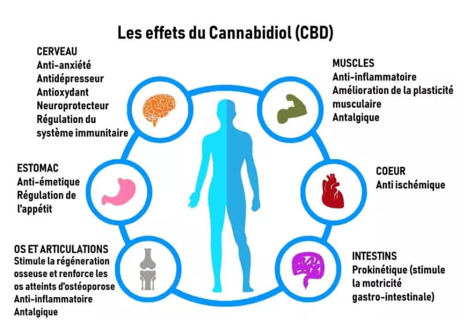 effets du CBD sur notre organisme