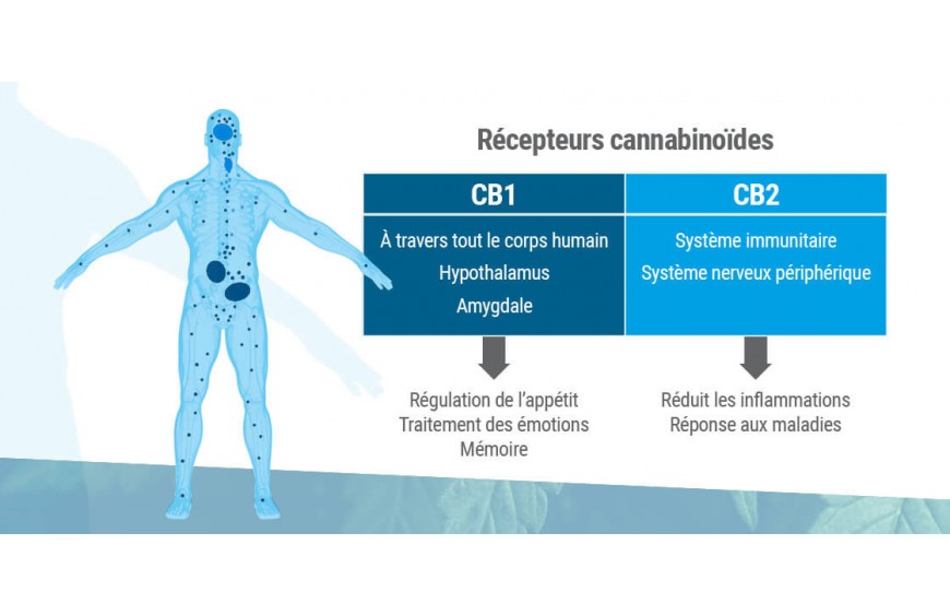 récepteurs CB1 et CB2