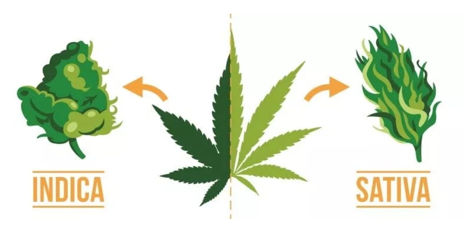 différences variété Indica et Sativa