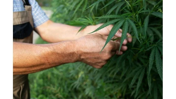 Tout savoir sur le chanvre: guide complet