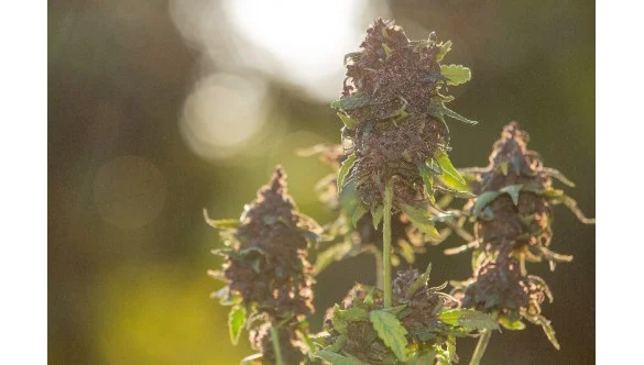 Sevrage du cannabis grâce au CBD ?
