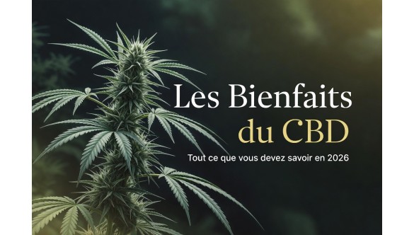 Les Bienfaits du CBD en 2026 : Tout Ce Que Vous Devez Savoir sur le Cannabidiol